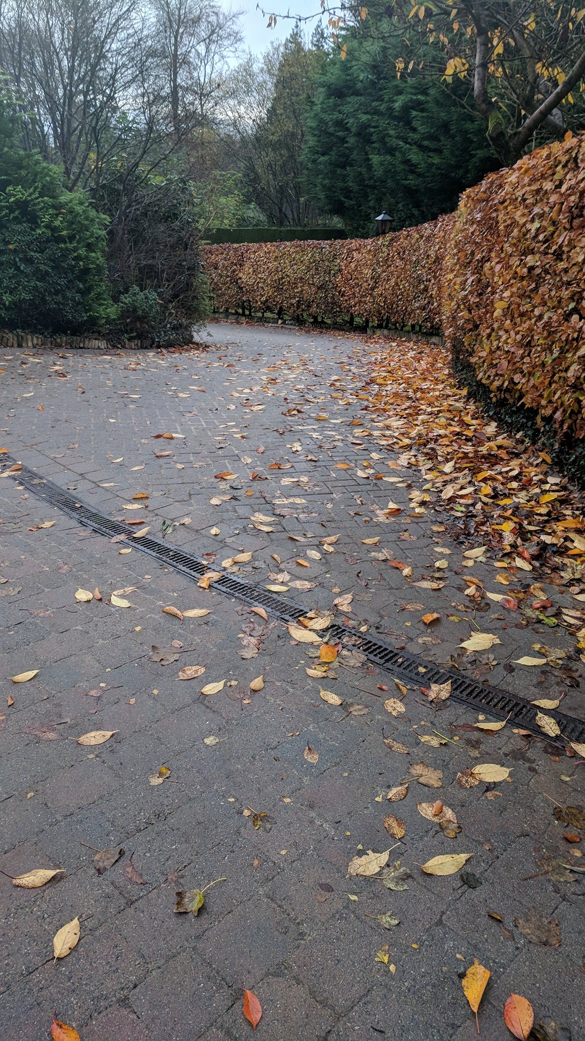 Before — driveway clearing